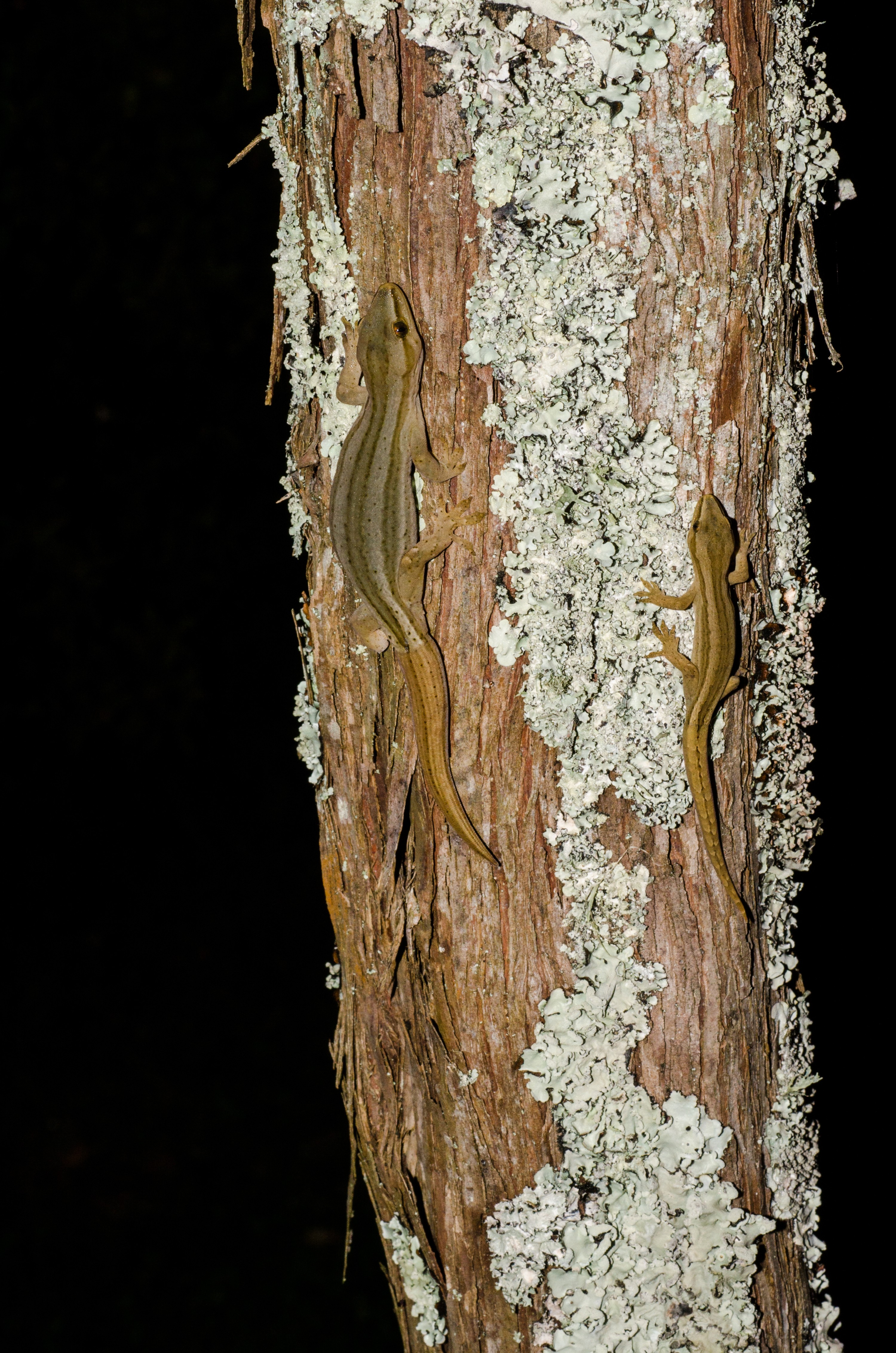 DSC_4310 – Gold, striped, Gecko, Woodworthia, chrysosiretica, lizard, taranaki, Crispin, reptiles, amphibians, rare, cold, blood, new, new zealand, zealand, nz